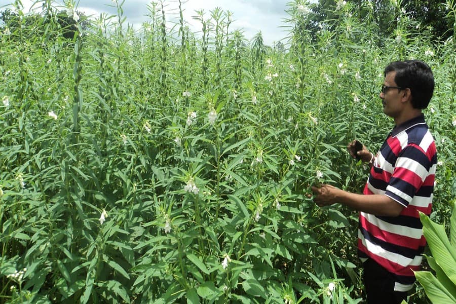 Sesame cultivation expanding across Bogura district