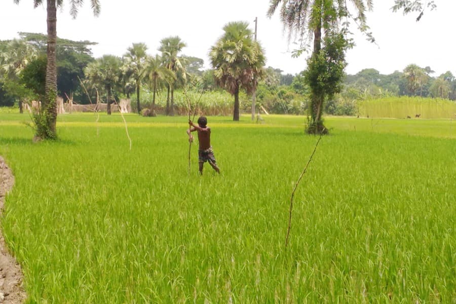 Farmers busy cultivating T-Aman in districts