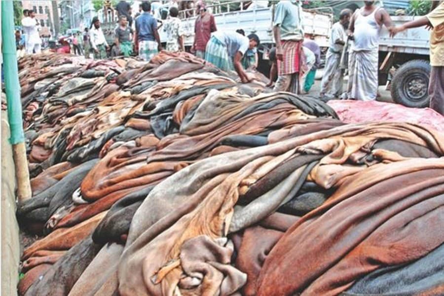 Rawhide prices suddenly drop in Rajshahi