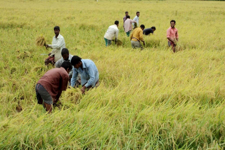 Low market prices dishearten Parija, Jirashail farmers in Bogura