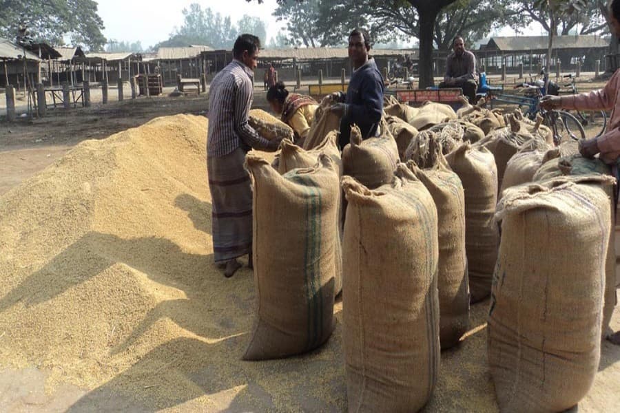 Jhenidah ATI to distribute flood-tolerant T-Aman seedlings among growers