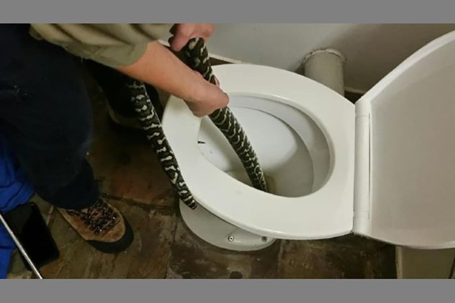 Australian woman bitten by snake in toilet