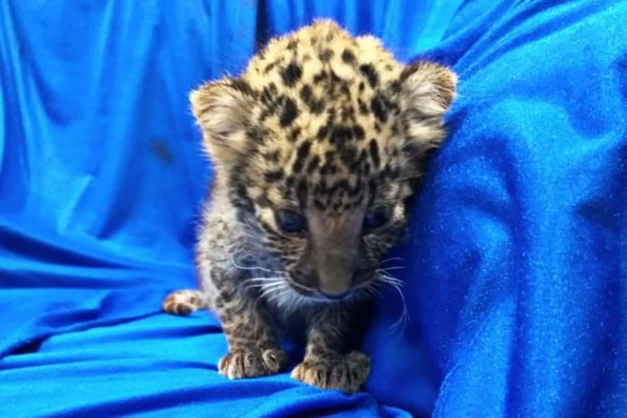 Leopard cub found in passenger's luggage at Indian airport
