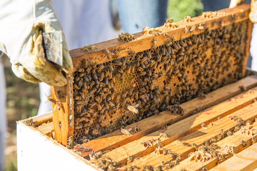 Jamalpur collects 26910-kg honey