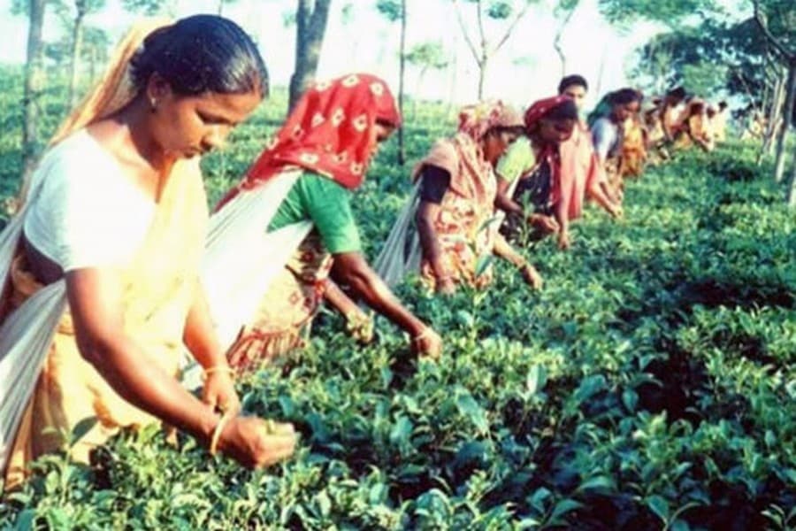 Plucking tea leaves brings self-reliance among female farm labourers