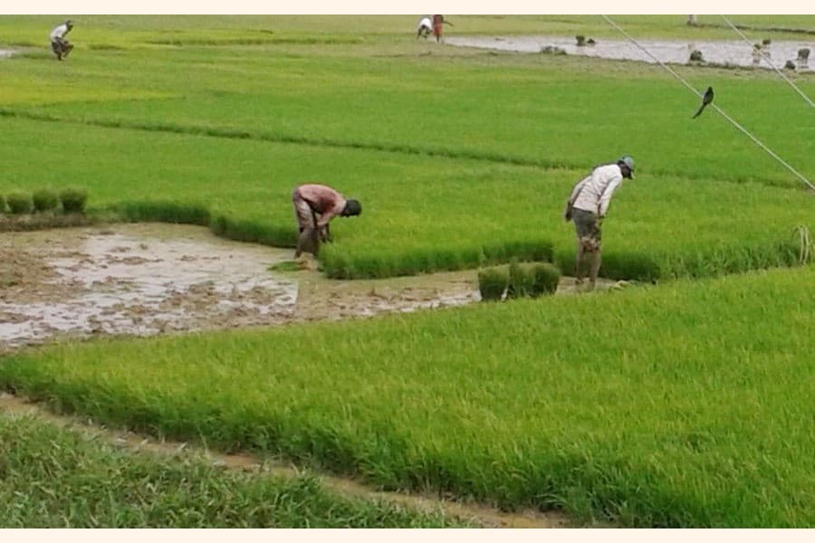 Farmers busy cultivating T-Aman Paddy in Sylhet
