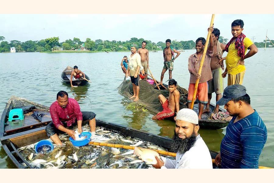 Fish farming expanding in Cumilla, many youths become self-reliant