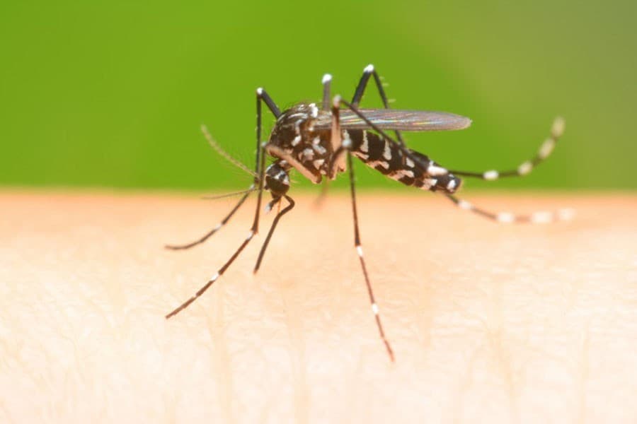 Dengue claims three more lives in Khulna, Mymensingh and Faridpur
