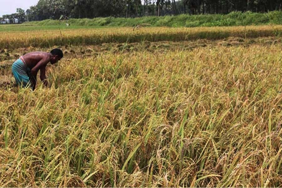 Modes of agricultural marketing