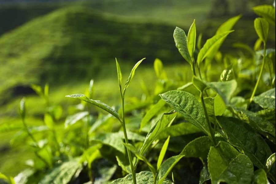 Govt to set up tea plant in Panchagar