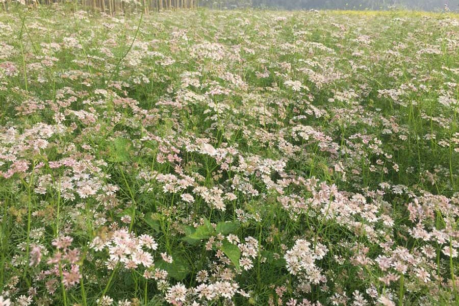 Coriander cultivation raises hope among Magura growers
