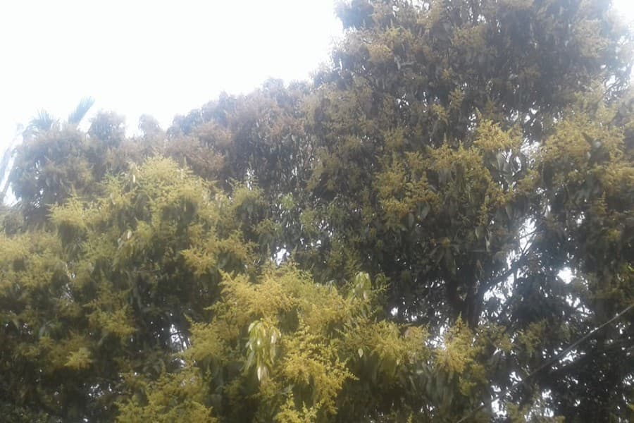 Profuse bloom predicts bumper mango output in Jhenidah district