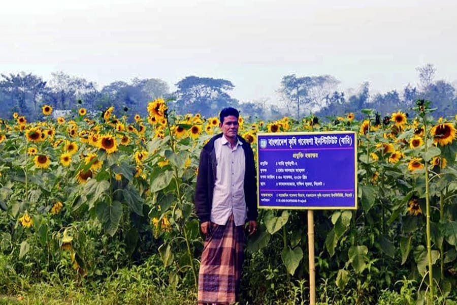 Sunflower farming marks a rise in greater Sylhet