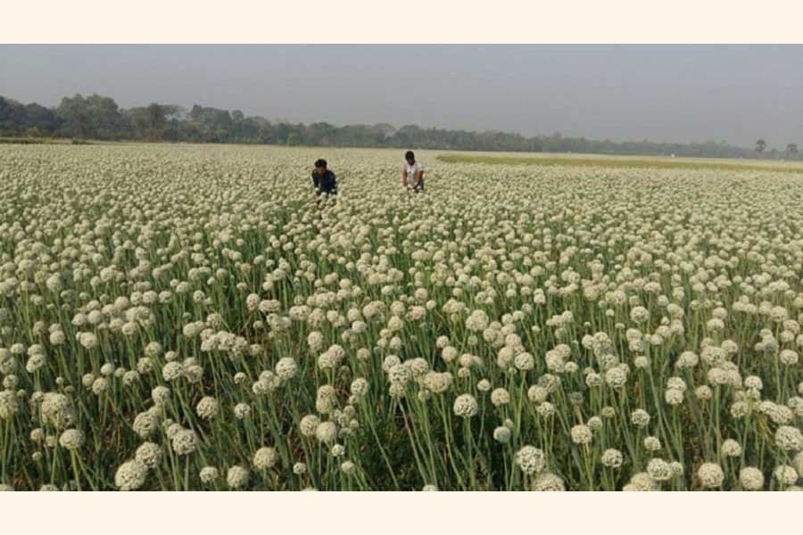 Onion seeds farming on the rise in Faridpur dist
