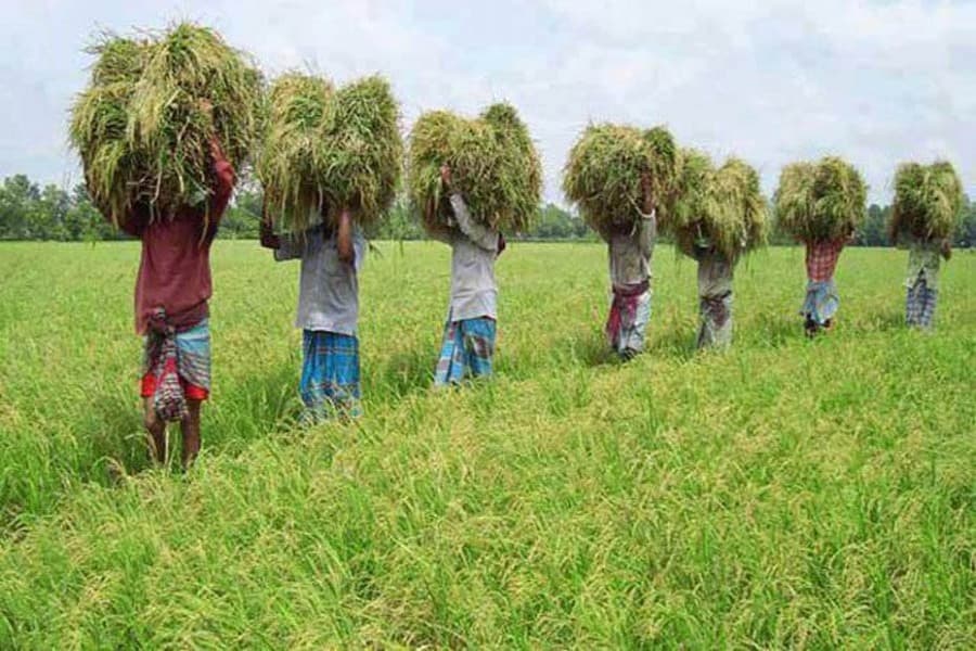 Boro crop needs more priority than Aush