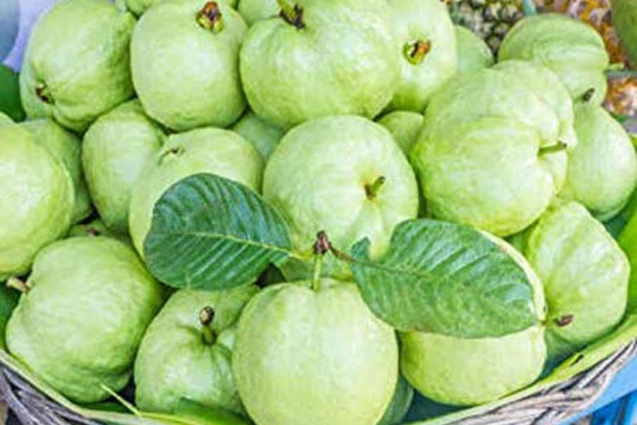Guava cultivation gaining popularity in Tangail