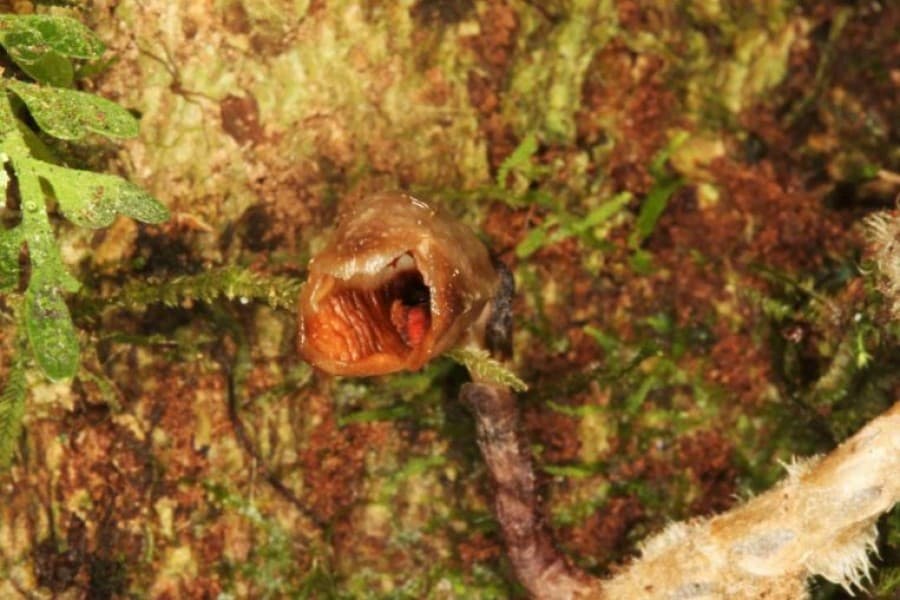 'World's ugliest orchid' discovered in Madagascar in 2020