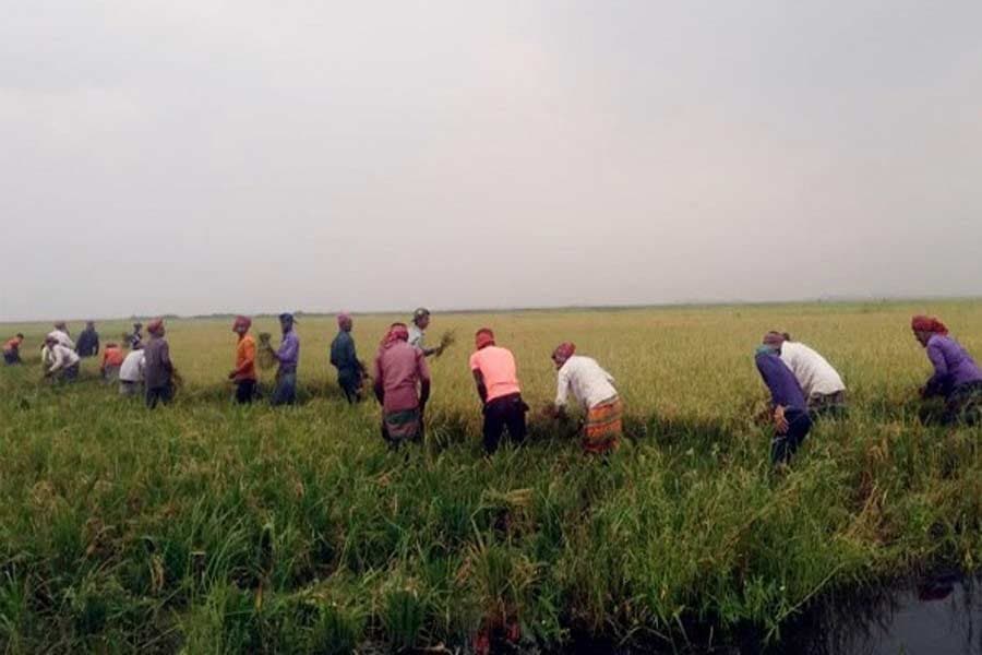 Smallholders need intensive care