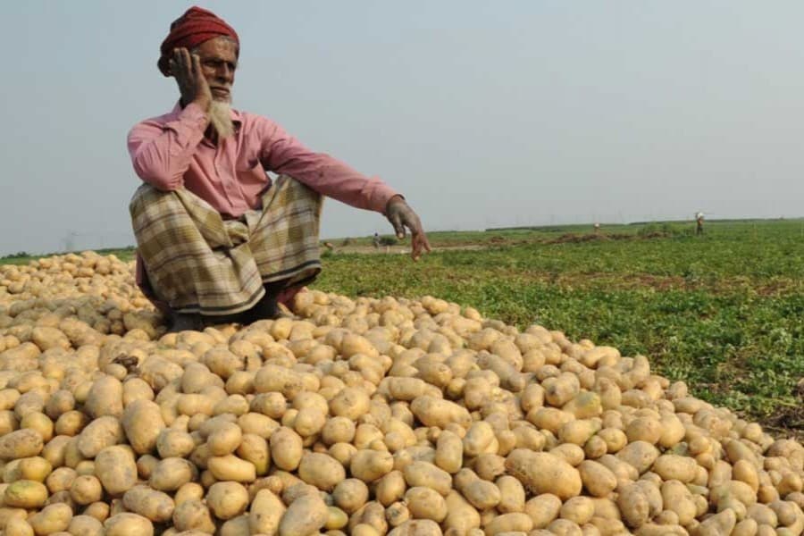 Addressing potato growers' storage problem