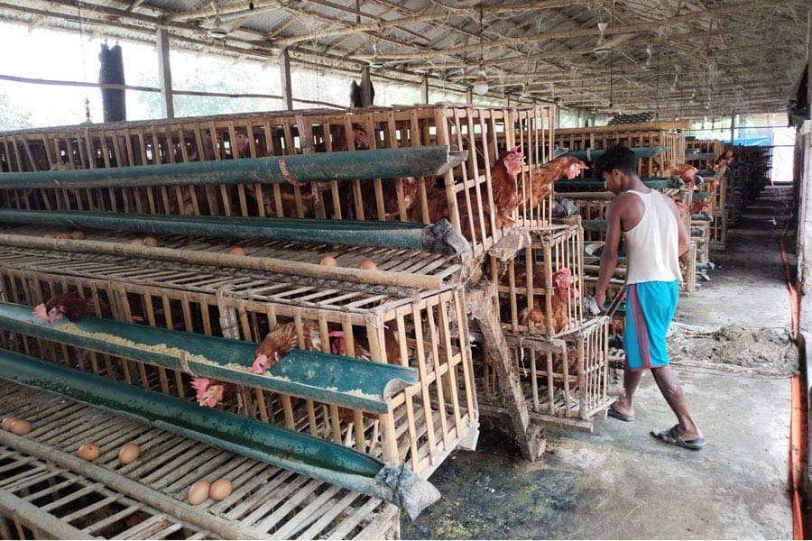Poultry units suffer huge loss for pricey feed