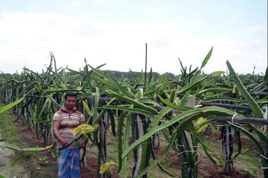 Dragon fruit farming popular in Cumilla