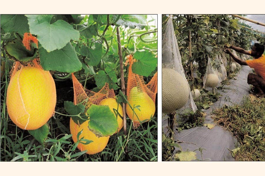 Rockmelon farming now in Bangladesh