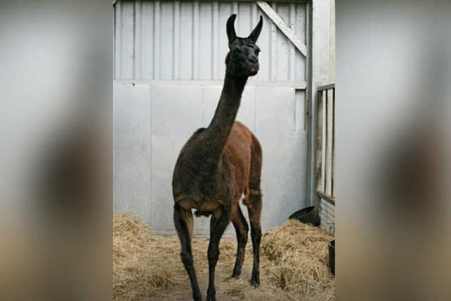 Llama antibodies blunt COVID variants in lab trial, says Belgian start-up