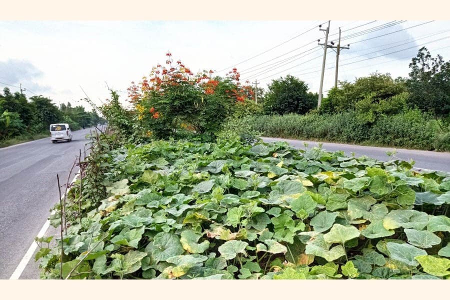 Vegetables being cultivated on Dhaka-Chattogram highway