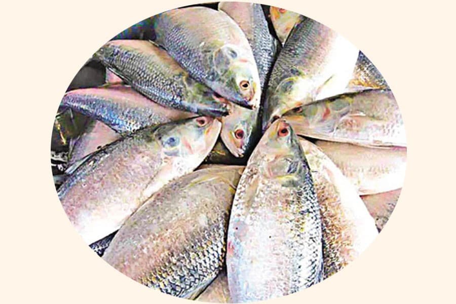 Creating hilsa-friendly reserves
