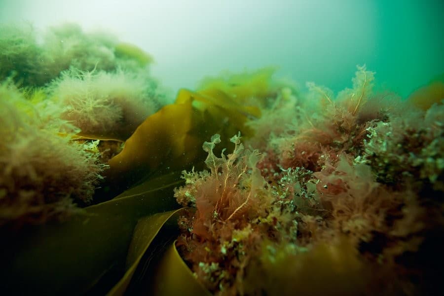 Bangladesh finds huge reserves of seaweed, gas hydrate in Bay