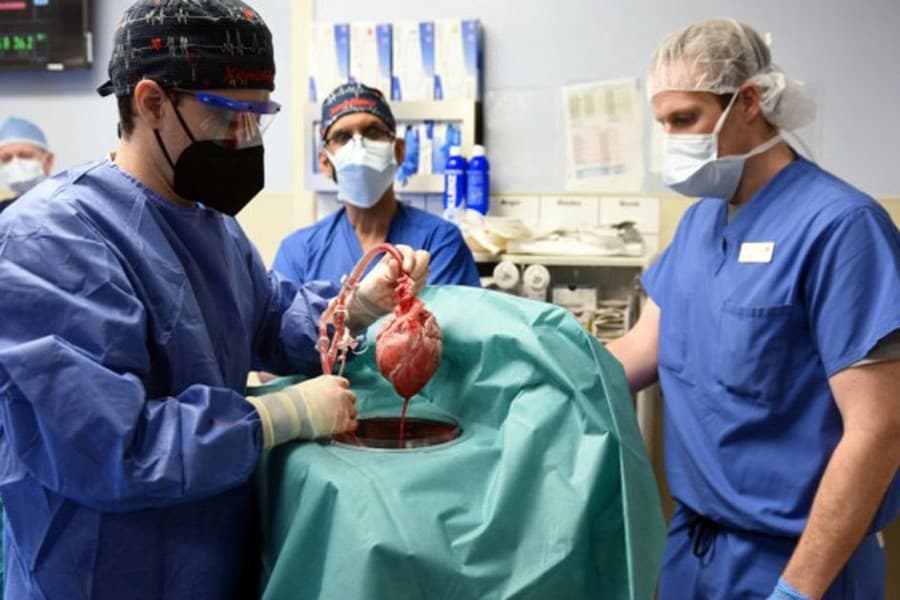 US man recovering after 'breakthrough' pig-heart transplant