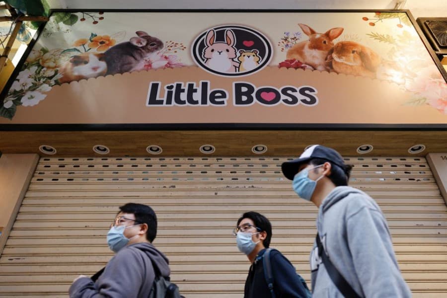Mass hamster cull in Hong Kong sparks fear of owners abandoning pets