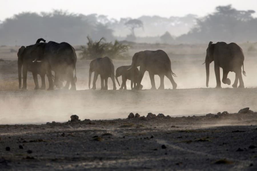 Elephant tramples Colombian researcher to death in Uganda