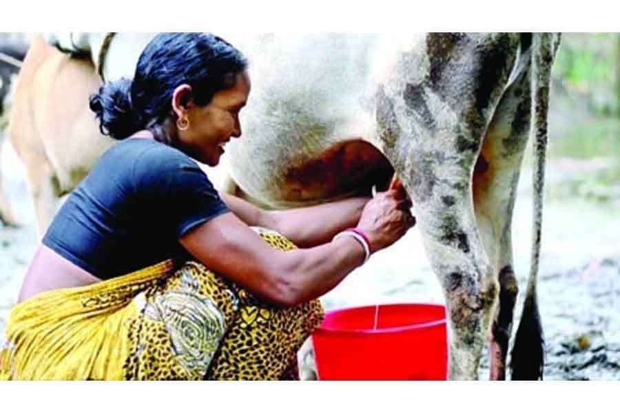 SMEs, sustainable rural development, and local government