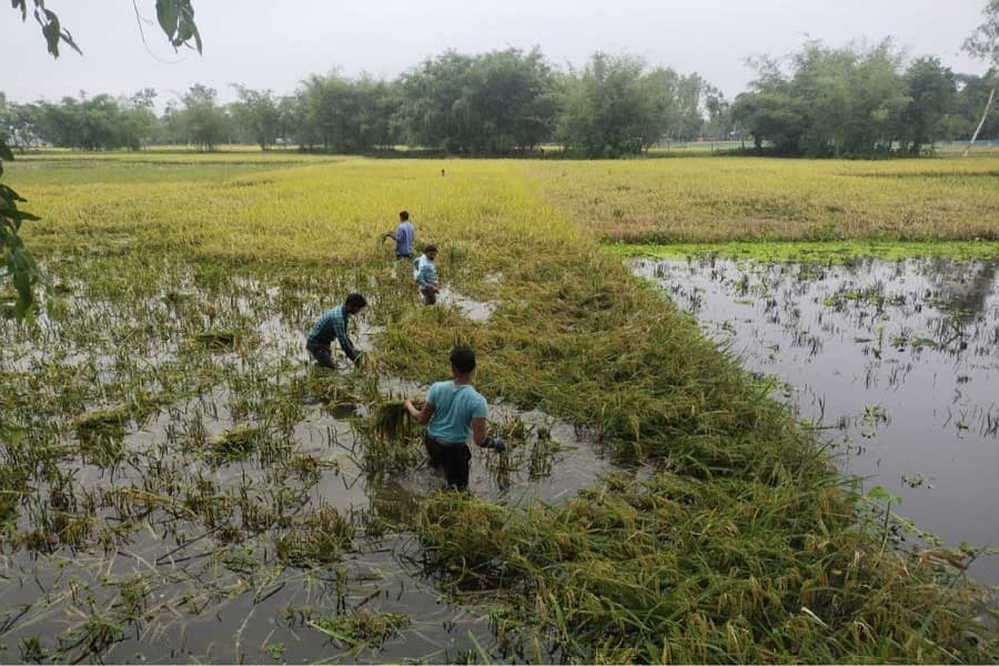 Labour dearth makes Boro harvesting hard