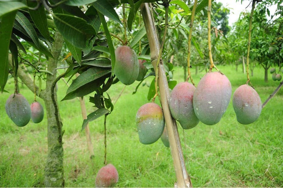 Export potential for Bangladesh mangoes