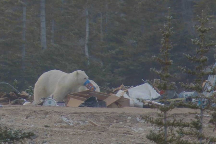 Polar bears scavenge on garbage to cope with climate change