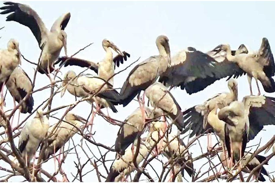 Conservation of migratory birds and habitats